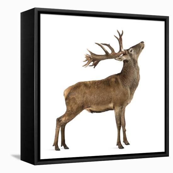 Red Deer Stag in Front of a White Background-Life on White-Framed Premier Image Canvas