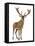 Red Deer Stag in Front of a White Background-Life on White-Framed Premier Image Canvas