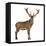 Red Deer Stag in Front of a White Background-Life on White-Framed Premier Image Canvas