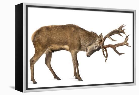 Red Deer Stag in Front of a White Background-Life on White-Framed Premier Image Canvas