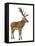 Red Deer Stag in Front of a White Background-Life on White-Framed Premier Image Canvas