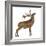 Red Deer Stag in Front of a White Background-Life on White-Framed Photographic Print