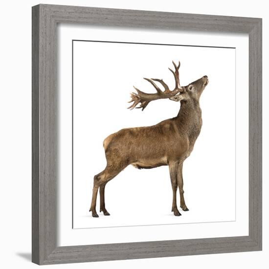 Red Deer Stag in Front of a White Background-Life on White-Framed Photographic Print