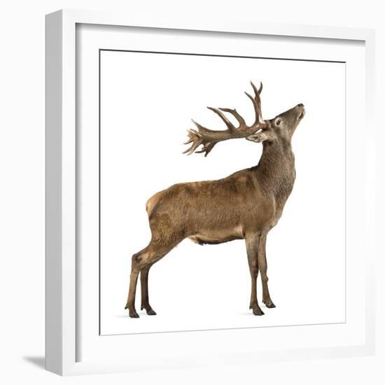 Red Deer Stag in Front of a White Background-Life on White-Framed Photographic Print