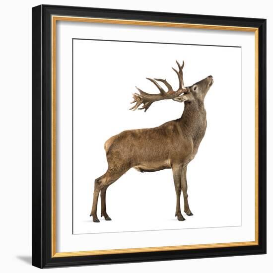 Red Deer Stag in Front of a White Background-Life on White-Framed Photographic Print