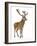 Red Deer Stag in Front of a White Background-Life on White-Framed Photographic Print