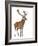 Red Deer Stag in Front of a White Background-Life on White-Framed Photographic Print