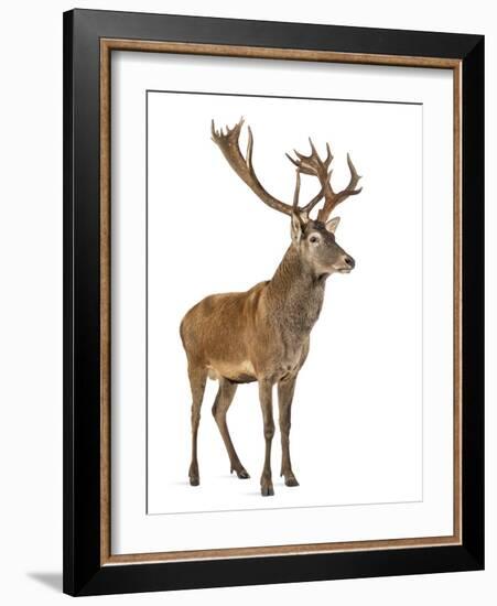 Red Deer Stag in Front of a White Background-Life on White-Framed Photographic Print