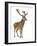 Red Deer Stag in Front of a White Background-Life on White-Framed Photographic Print