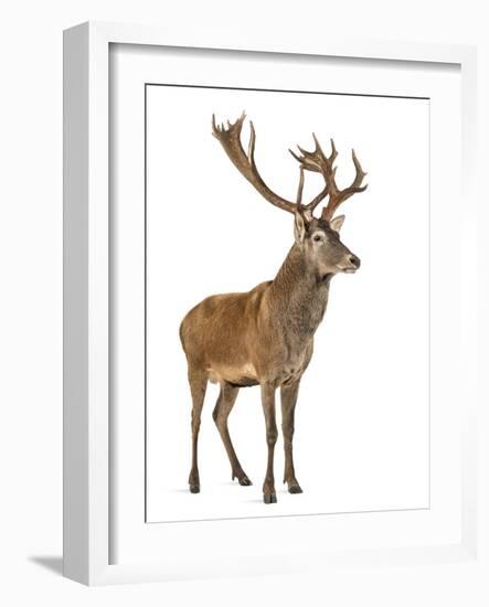 Red Deer Stag in Front of a White Background-Life on White-Framed Photographic Print