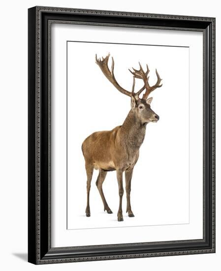 Red Deer Stag in Front of a White Background-Life on White-Framed Photographic Print