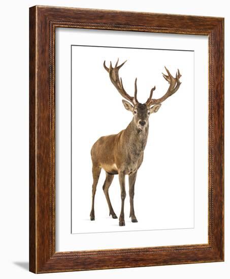 Red Deer Stag in Front of a White Background-Life on White-Framed Photographic Print