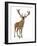 Red Deer Stag in Front of a White Background-Life on White-Framed Photographic Print