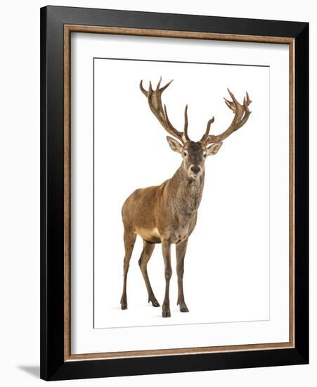 Red Deer Stag in Front of a White Background-Life on White-Framed Photographic Print