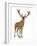 Red Deer Stag in Front of a White Background-Life on White-Framed Photographic Print