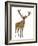 Red Deer Stag in Front of a White Background-Life on White-Framed Photographic Print