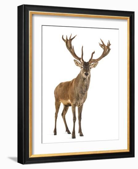 Red Deer Stag in Front of a White Background-Life on White-Framed Photographic Print