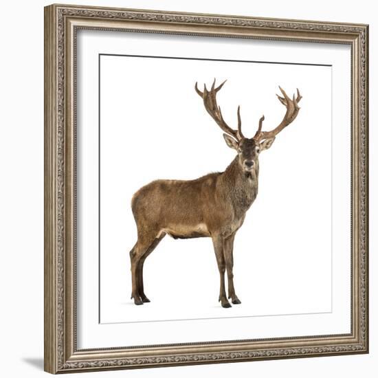 Red Deer Stag in Front of a White Background-Life on White-Framed Photographic Print