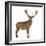 Red Deer Stag in Front of a White Background-Life on White-Framed Photographic Print