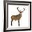 Red Deer Stag in Front of a White Background-Life on White-Framed Photographic Print