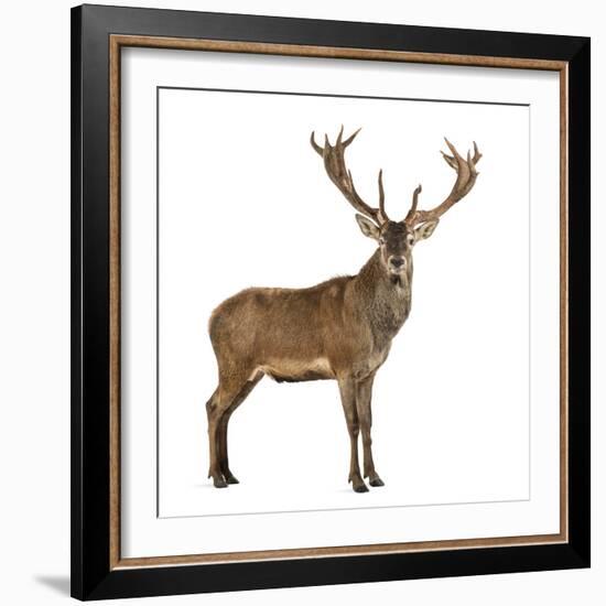 Red Deer Stag in Front of a White Background-Life on White-Framed Photographic Print