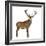 Red Deer Stag in Front of a White Background-Life on White-Framed Photographic Print