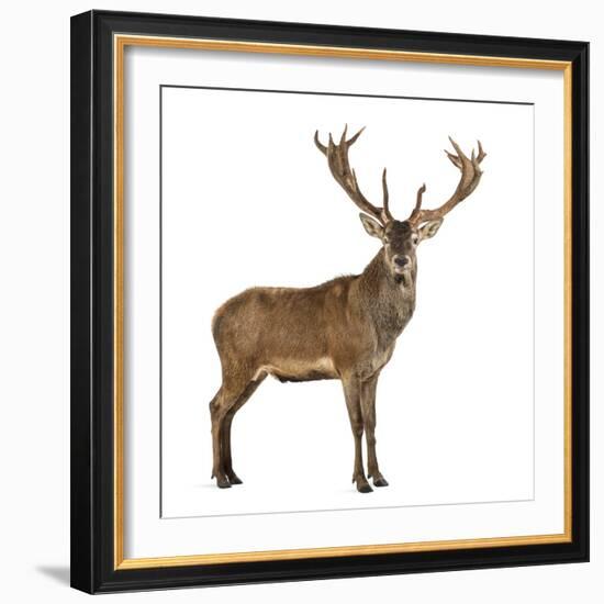 Red Deer Stag in Front of a White Background-Life on White-Framed Photographic Print