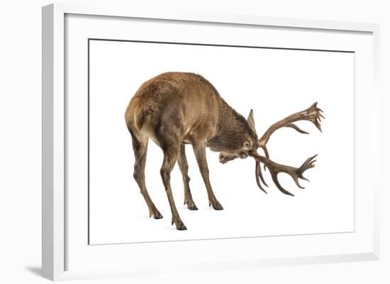 Red Deer Stag in Front of a White Background-Life on White-Framed Photographic Print