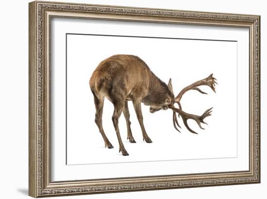 Red Deer Stag in Front of a White Background-Life on White-Framed Photographic Print