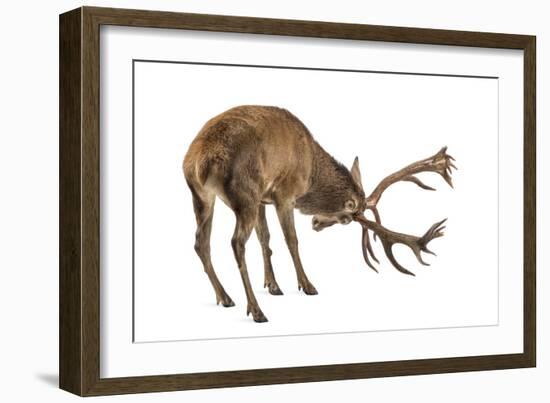 Red Deer Stag in Front of a White Background-Life on White-Framed Photographic Print