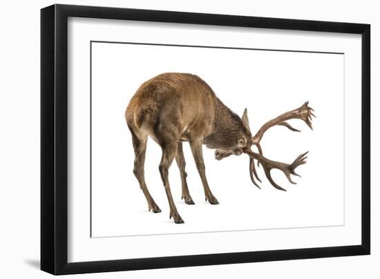 Red Deer Stag in Front of a White Background-Life on White-Framed Photographic Print