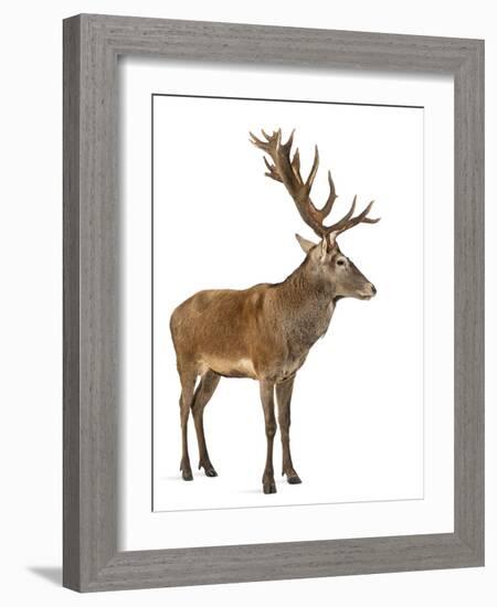 Red Deer Stag in Front of a White Background-Life on White-Framed Photographic Print