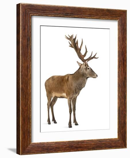 Red Deer Stag in Front of a White Background-Life on White-Framed Photographic Print