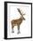 Red Deer Stag in Front of a White Background-Life on White-Framed Photographic Print