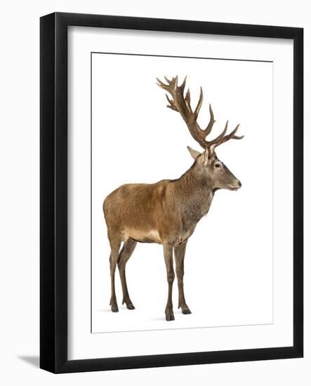 Red Deer Stag in Front of a White Background-Life on White-Framed Photographic Print