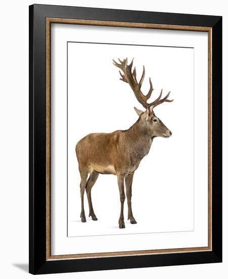 Red Deer Stag in Front of a White Background-Life on White-Framed Photographic Print