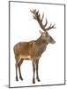 Red Deer Stag in Front of a White Background-Life on White-Mounted Photographic Print