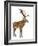 Red Deer Stag in Front of a White Background-Life on White-Framed Photographic Print