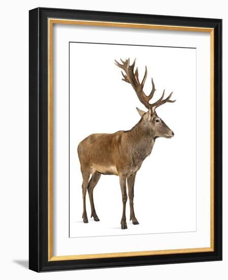 Red Deer Stag in Front of a White Background-Life on White-Framed Photographic Print