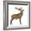 Red Deer Stag in Front of a White Background-Life on White-Framed Photographic Print