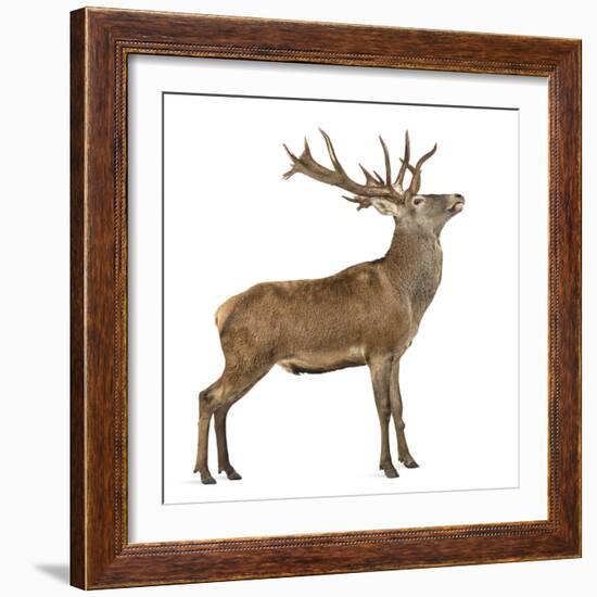 Red Deer Stag in Front of a White Background-Life on White-Framed Photographic Print