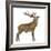 Red Deer Stag in Front of a White Background-Life on White-Framed Photographic Print