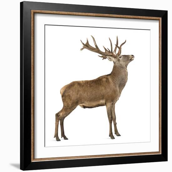 Red Deer Stag in Front of a White Background-Life on White-Framed Photographic Print