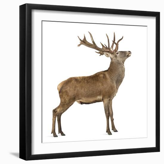 Red Deer Stag in Front of a White Background-Life on White-Framed Photographic Print