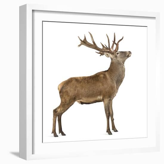 Red Deer Stag in Front of a White Background-Life on White-Framed Photographic Print