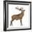 Red Deer Stag in Front of a White Background-Life on White-Framed Photographic Print