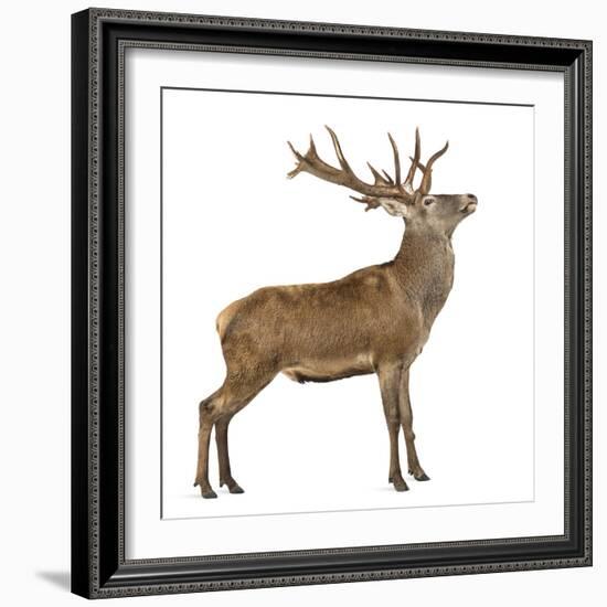 Red Deer Stag in Front of a White Background-Life on White-Framed Photographic Print