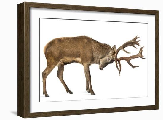 Red Deer Stag in Front of a White Background-Life on White-Framed Photographic Print