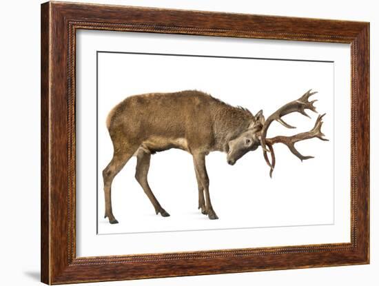 Red Deer Stag in Front of a White Background-Life on White-Framed Photographic Print