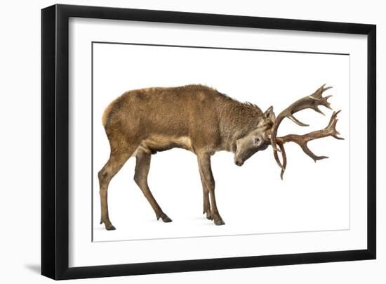 Red Deer Stag in Front of a White Background-Life on White-Framed Photographic Print